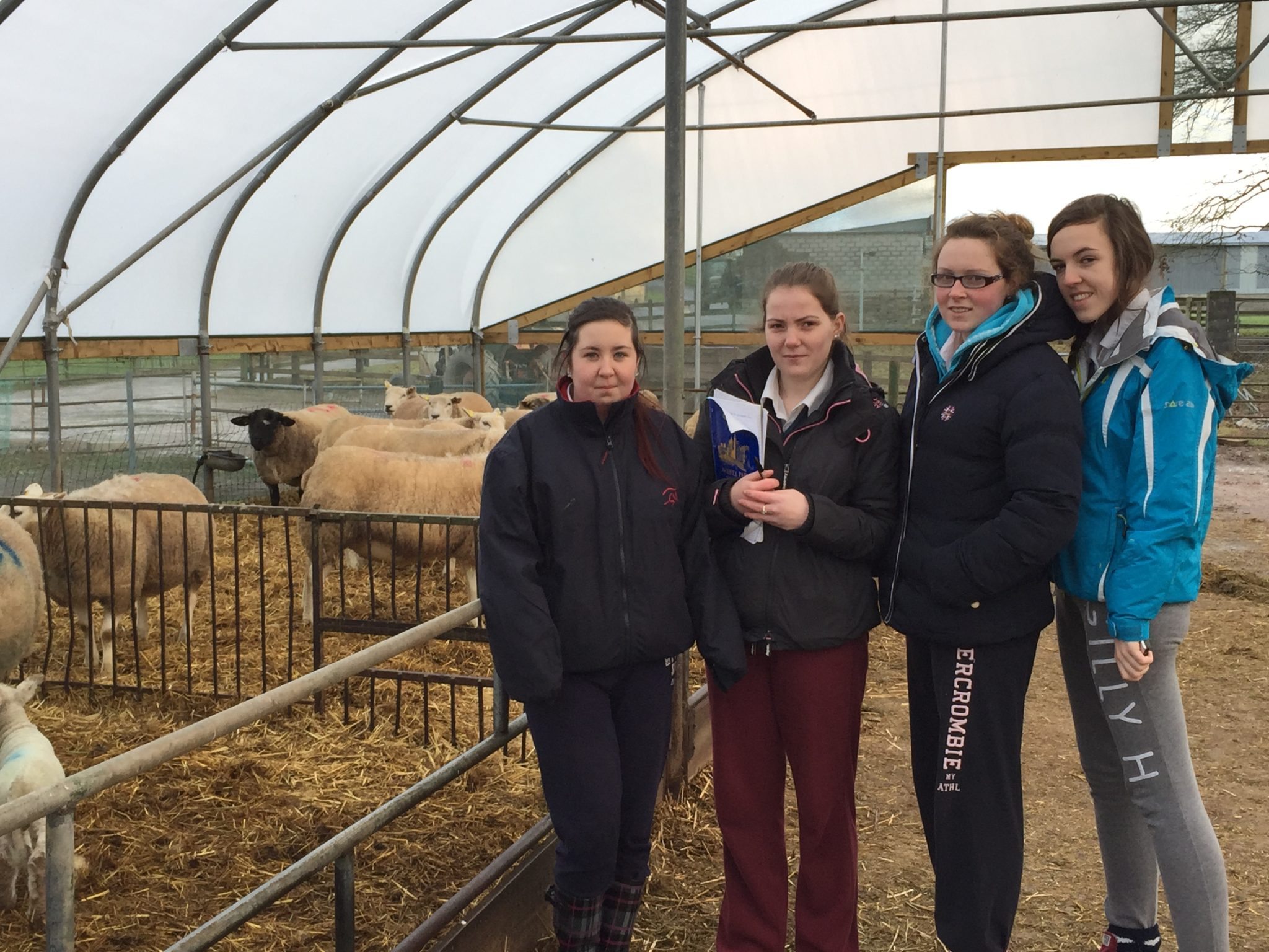 6th Year Desmond College students Claire Scanlon, Siobhan Moloney, Claire Collum and Shauna Hough study the Sheep Farm at Pallaskenry Agricultural College.