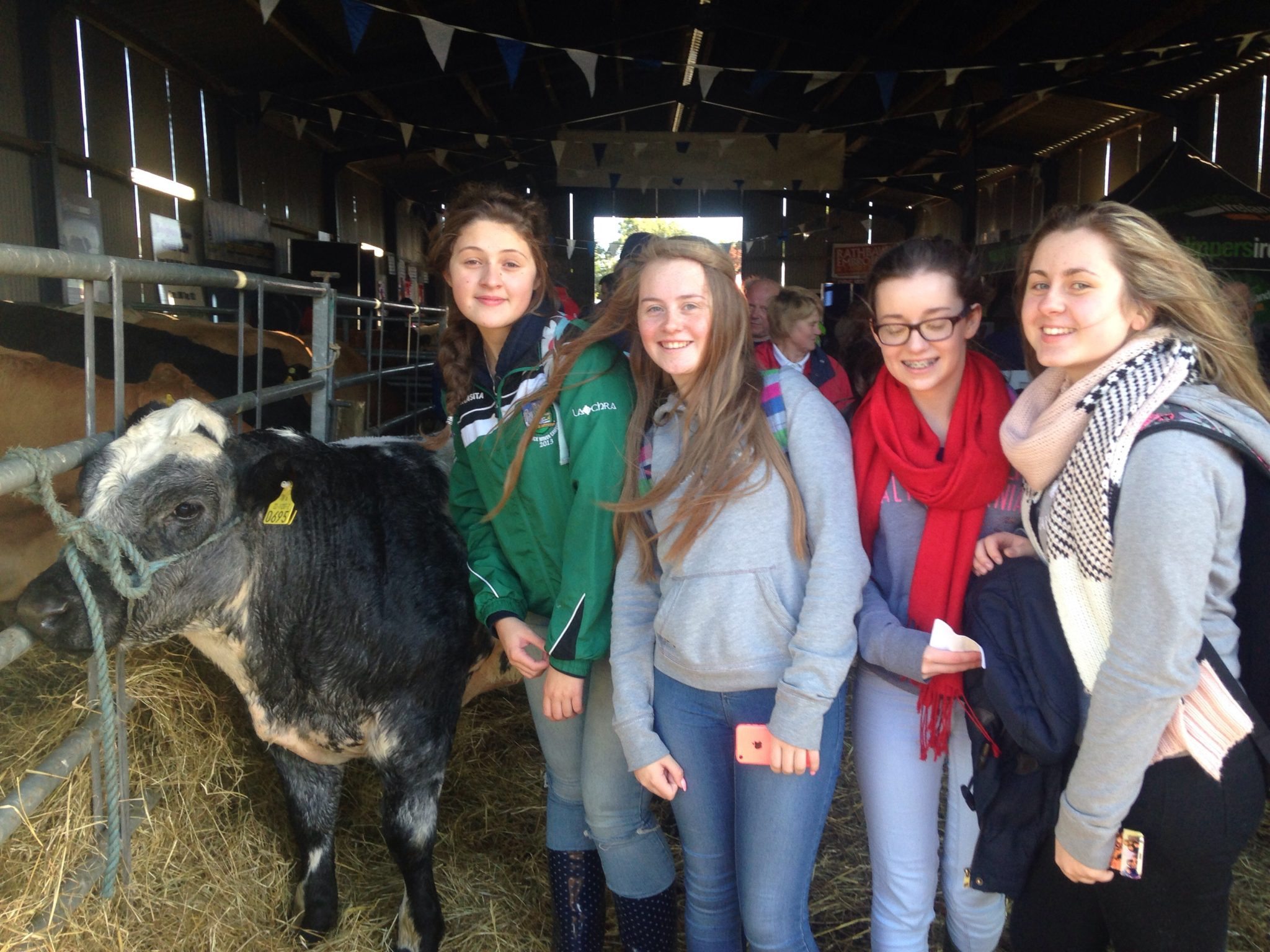Ploughing 2015: Desmond College TY Students checking livestock