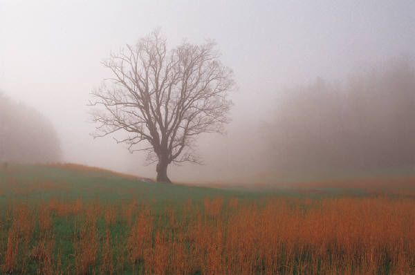 foggy country scene